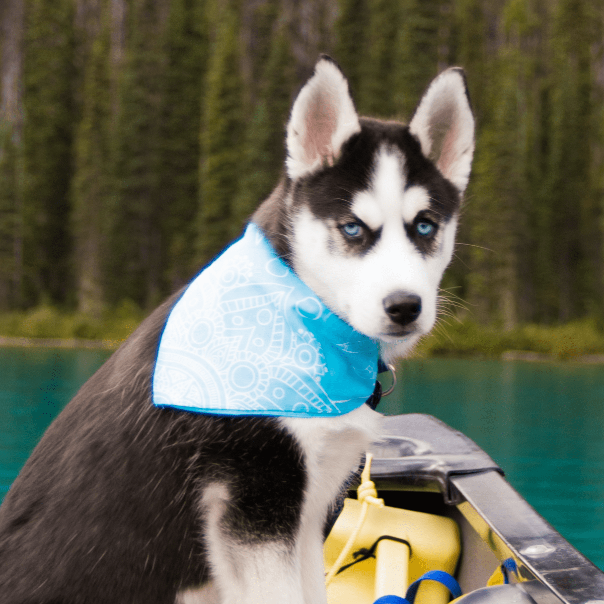 Safety Tips for Canoeing With Your Dog - PetHelpful