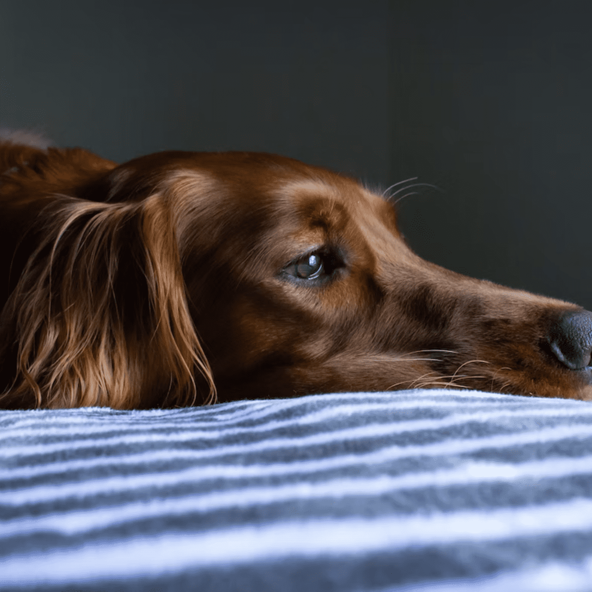 can high stress cause seizures in dogs