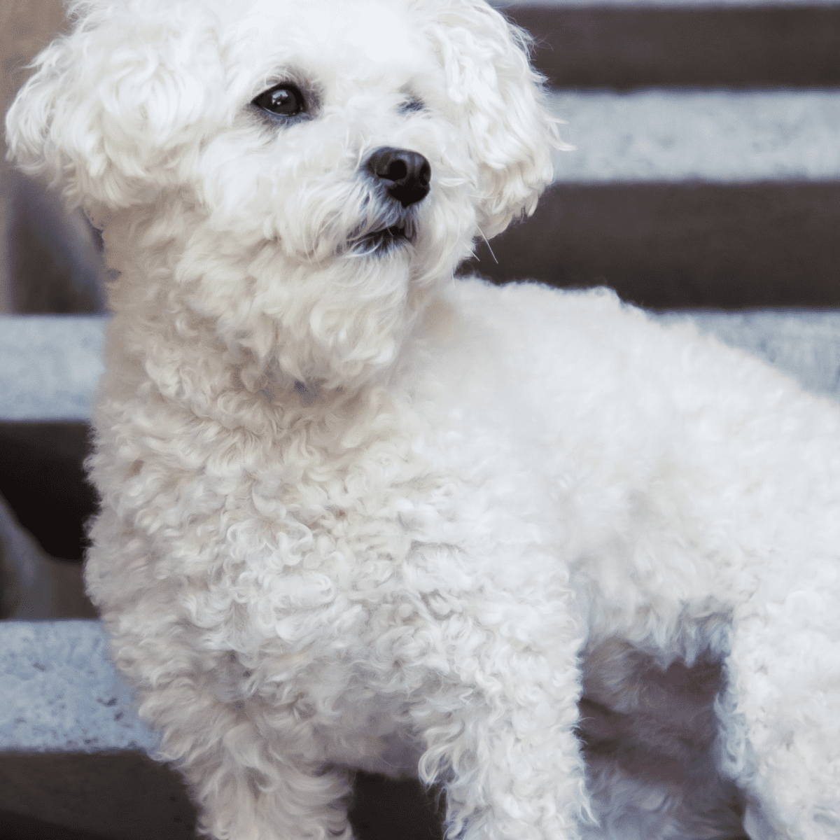 What Is A Good Calm Dog Breed