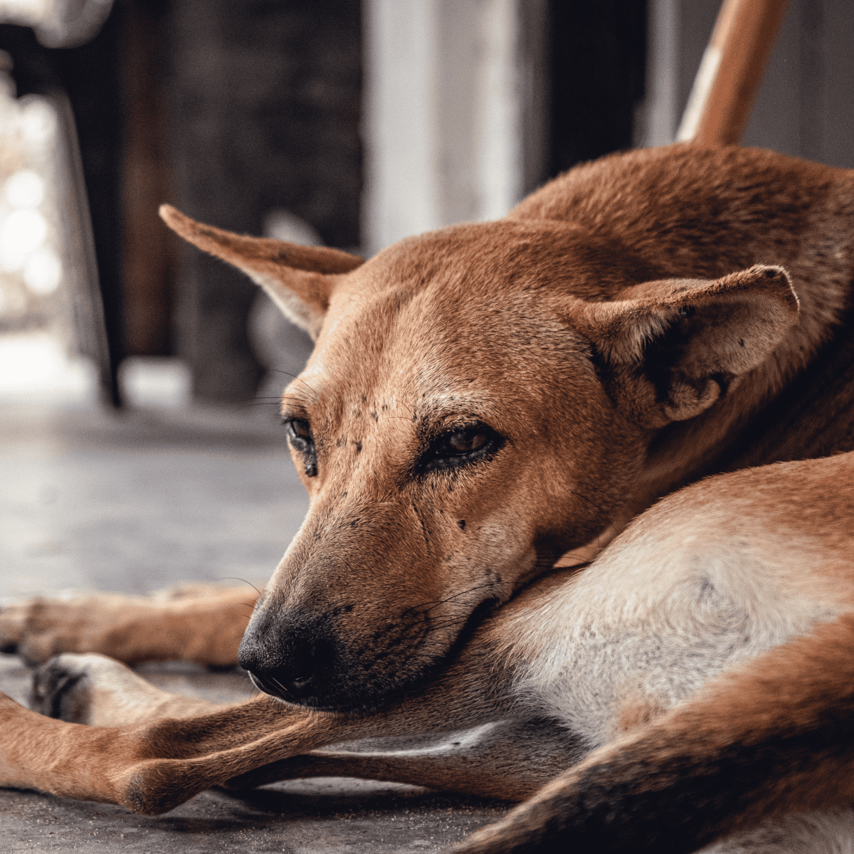 how does euthanasia work on dogs