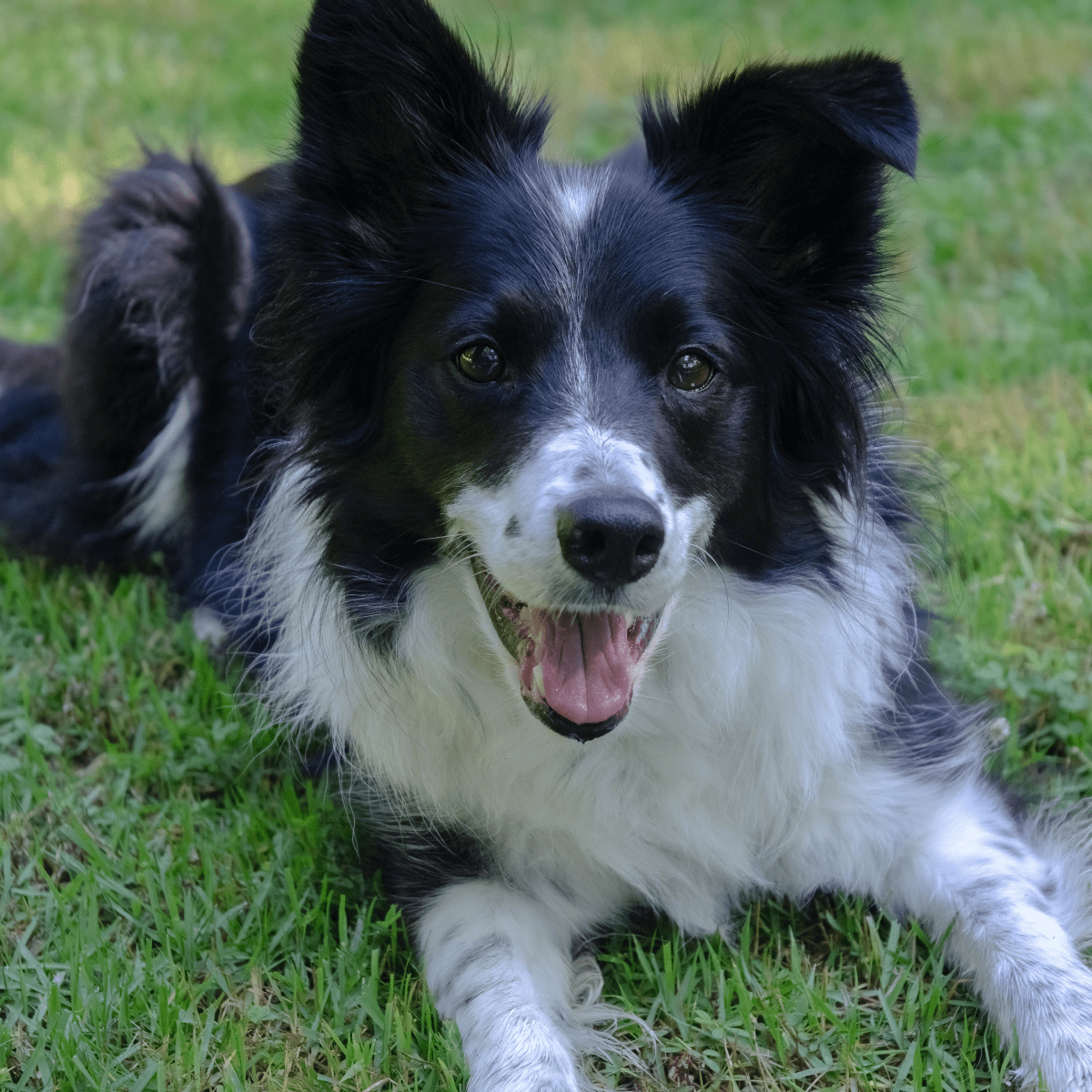 Border Collie: Everything You Need To Know