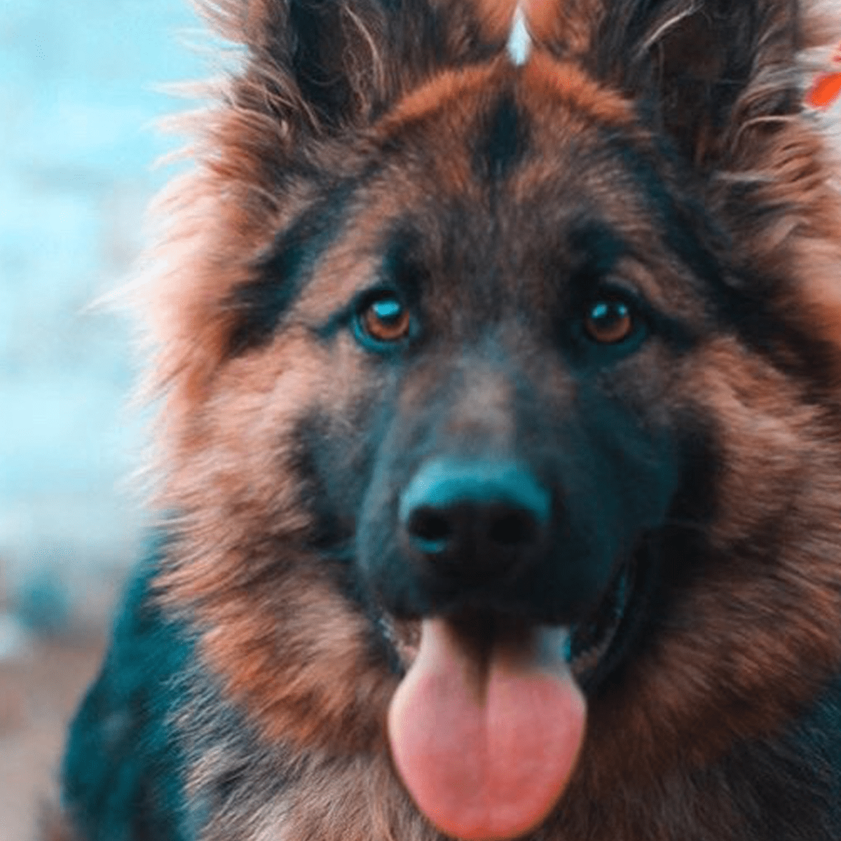 200 Unique & Uncommon Dog Names - World Dog Finder