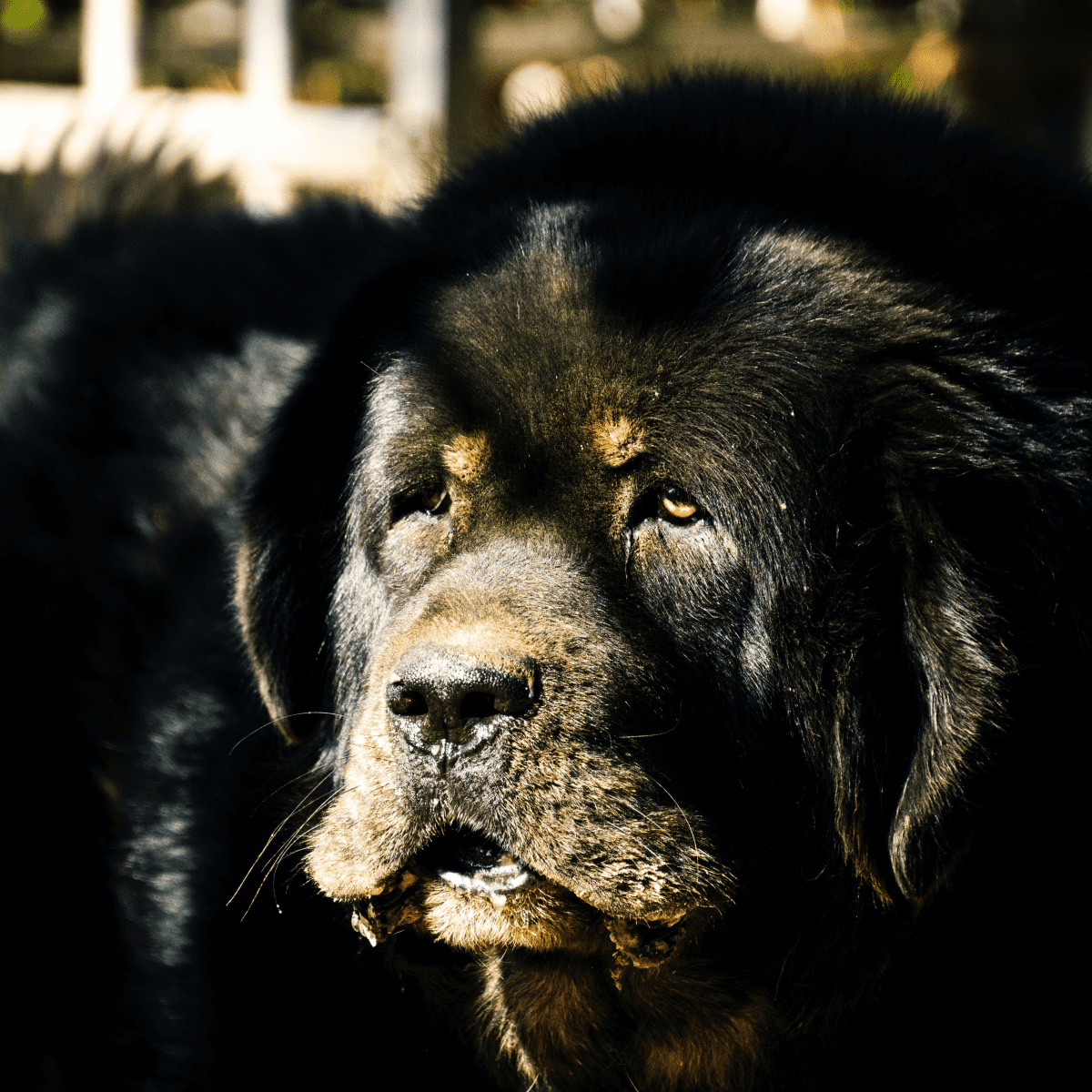 are newfoundland dogs healthy