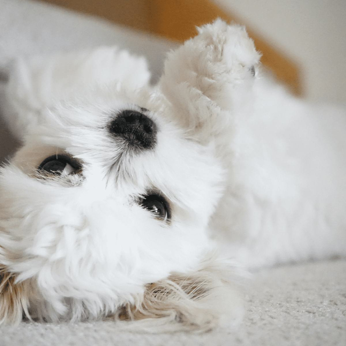 Shih Tzu Temperament Insights - What You Must Know - Dr. Marty Pets