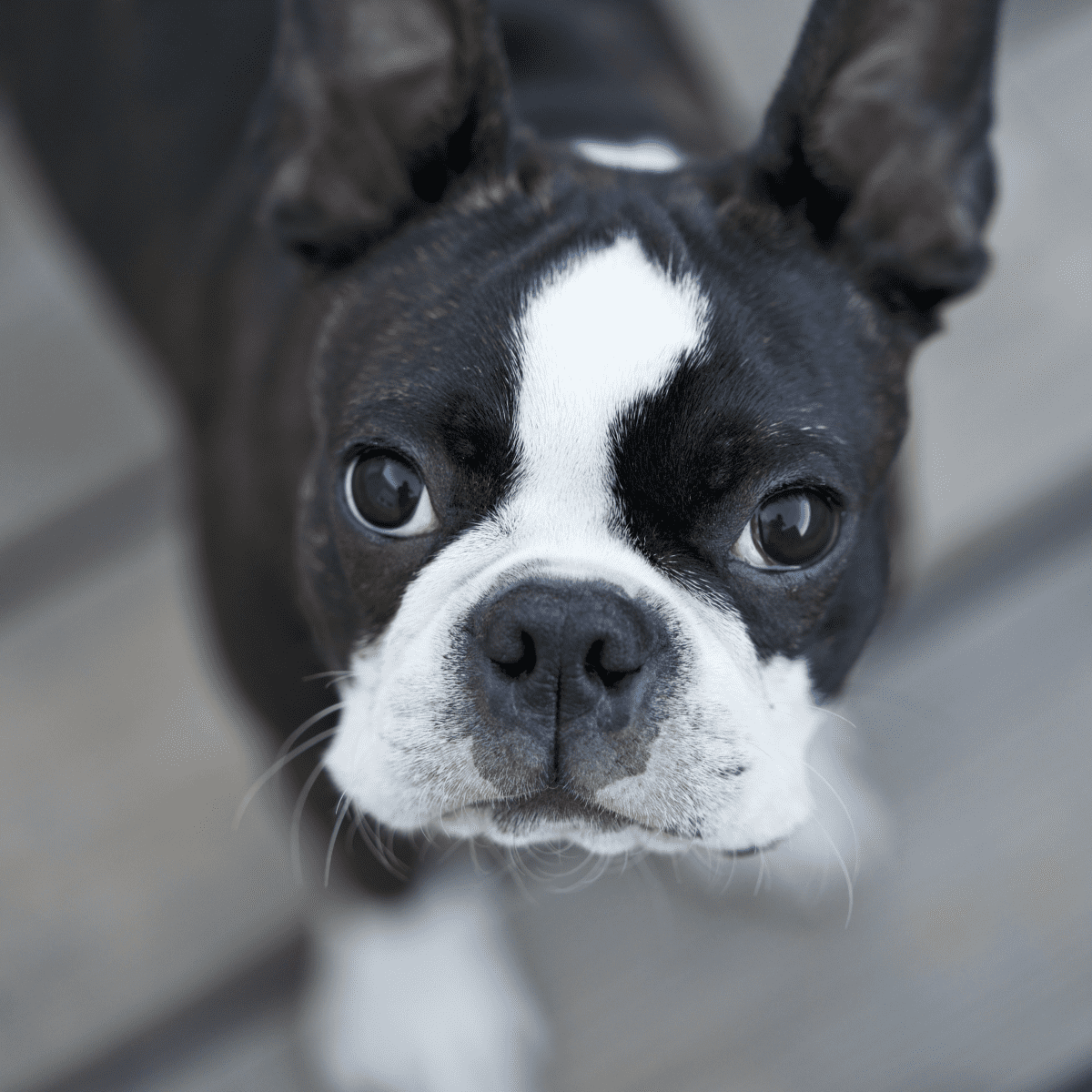 6 Small Dog Breeds That Don\'t Bark (A Lot!) - PetHelpful