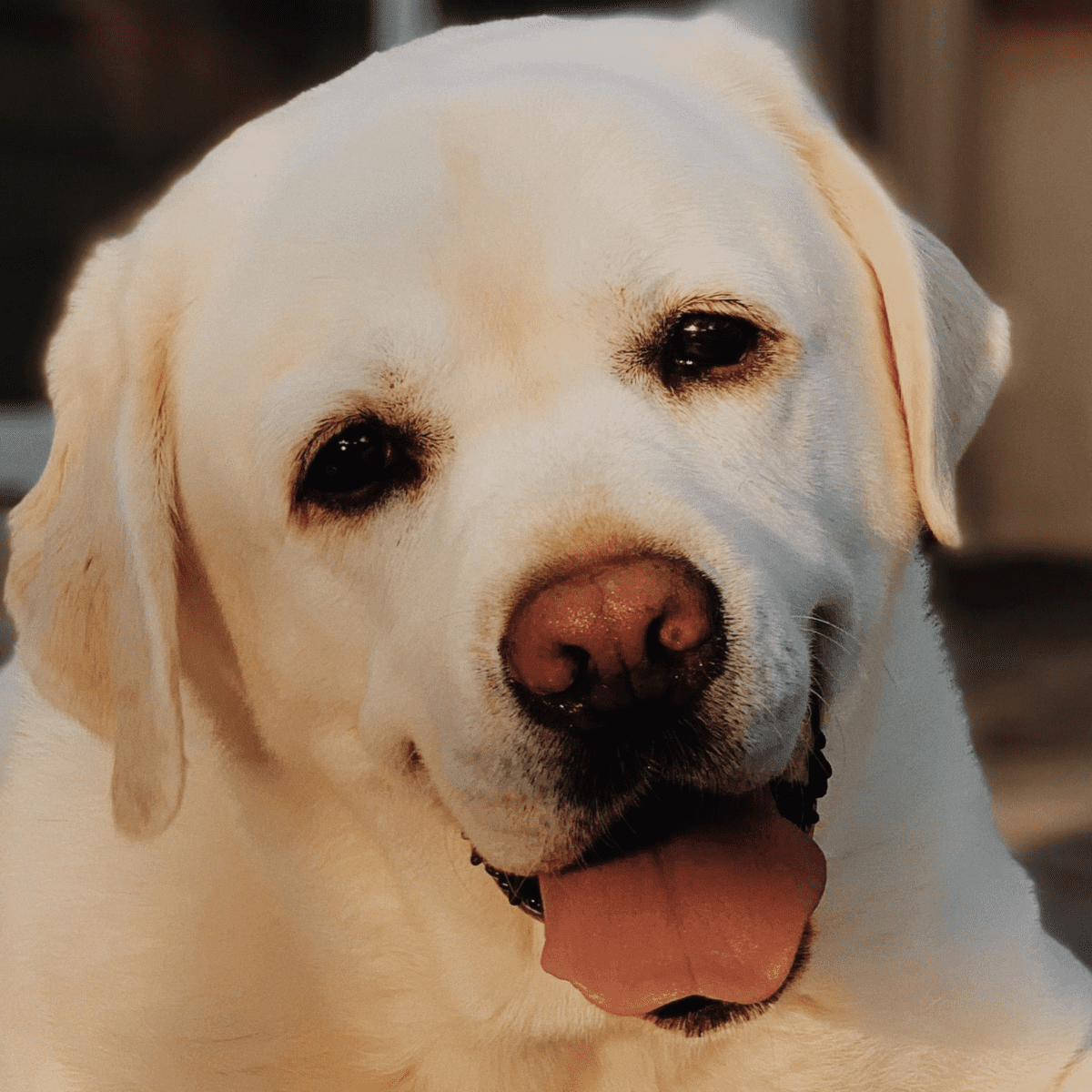 Dog Blindness: Causes, Symptoms, & Treatment