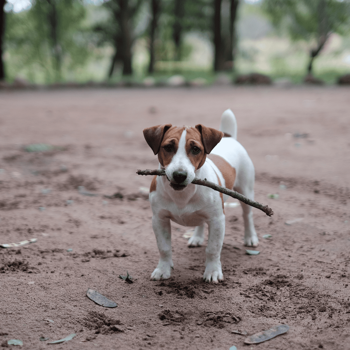 7 Common Jack Russell Problem Behaviors and How to Fix Them