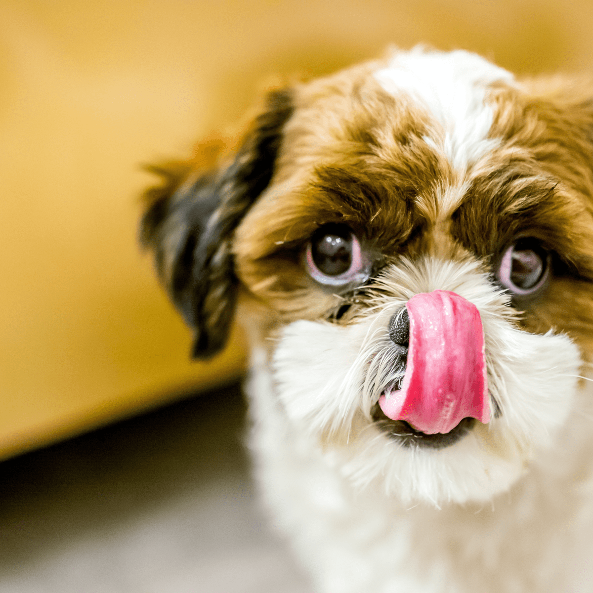 What Happens If Dog Eats Chocolate Candy
