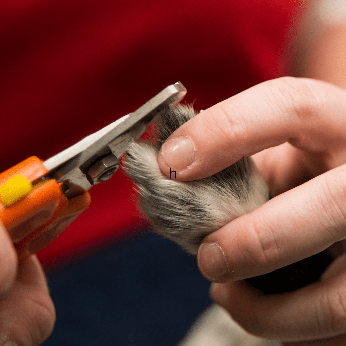 How to Trim Your Dog's Black Nails Safely | The Dog People by Rover.com