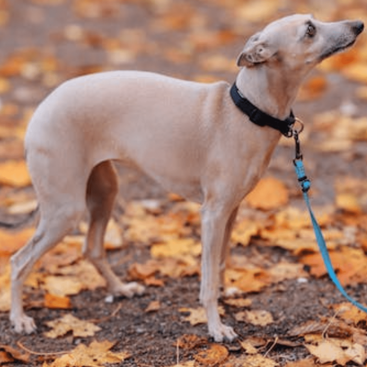 5 Skinny Dog Breeds You Will Want to Bring Home