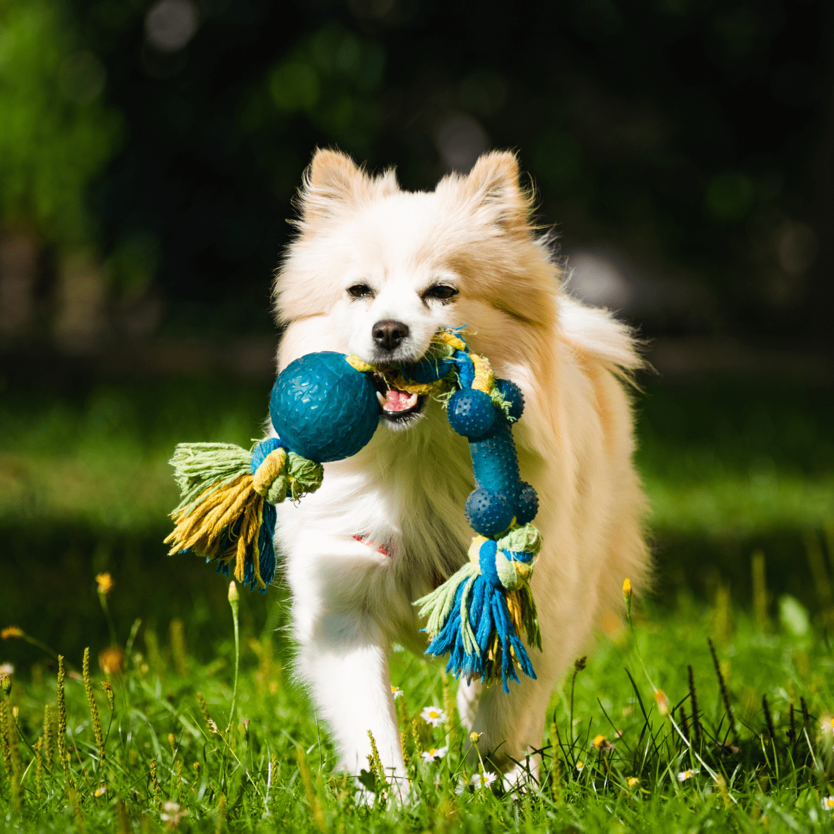 5 Reasons Why Dogs Bury Bones & Toys in the Dirt (or Bed)