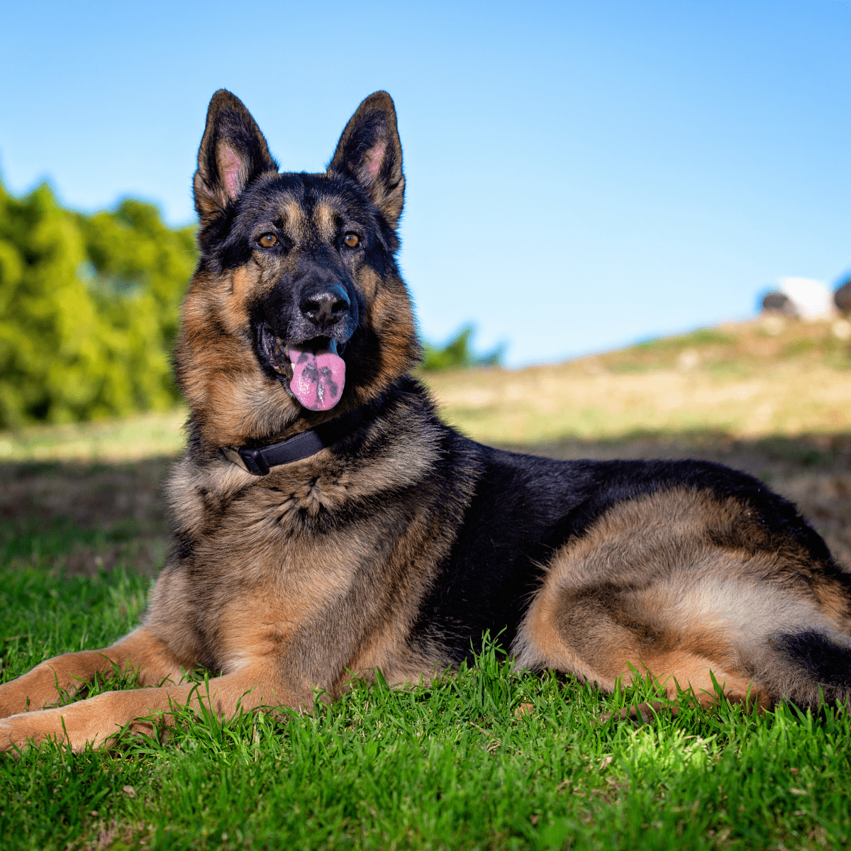 Full 4K Collection Of Amazing German Shepherd Dog Images Over 999 Top 