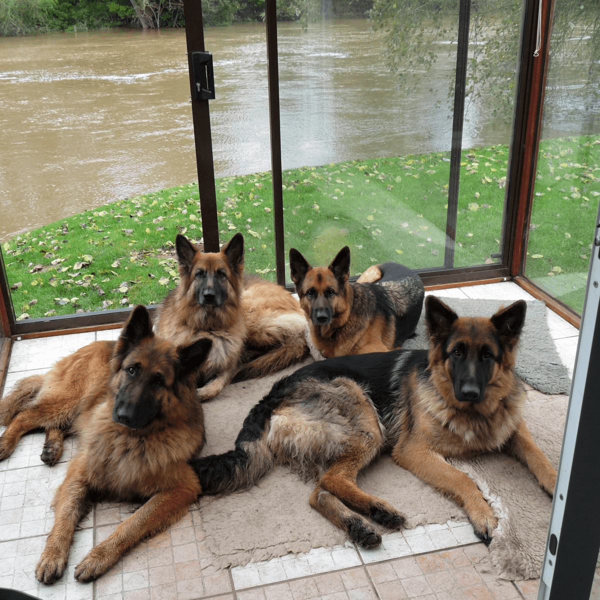 13 Fun German Shepherd Activities You Must Try in 2023  German shepherd  training, Brain training, Dog training obedience