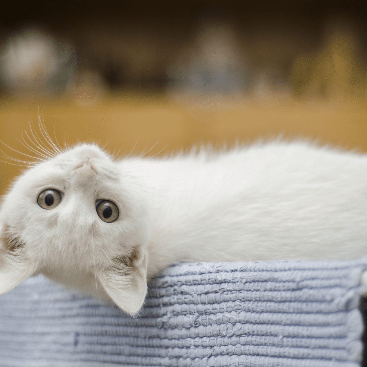 150 Cute Cat Quotes and Sayings - PetHelpful