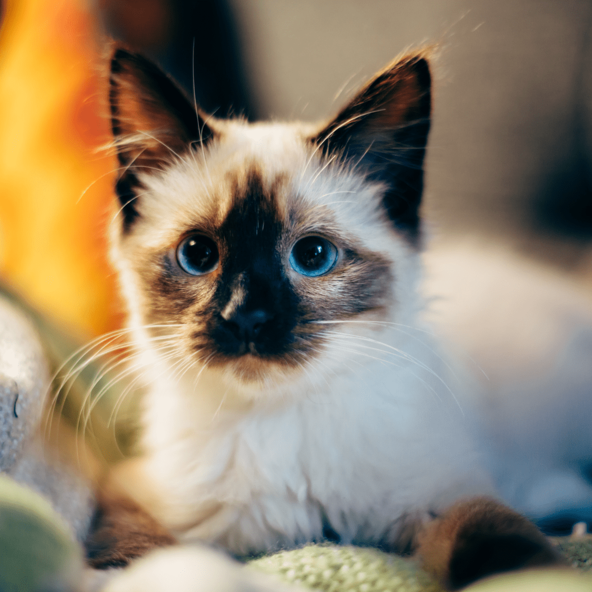 The Cutest Cat Breeds In 2019  Cat memes, Funny animals, Cute cats