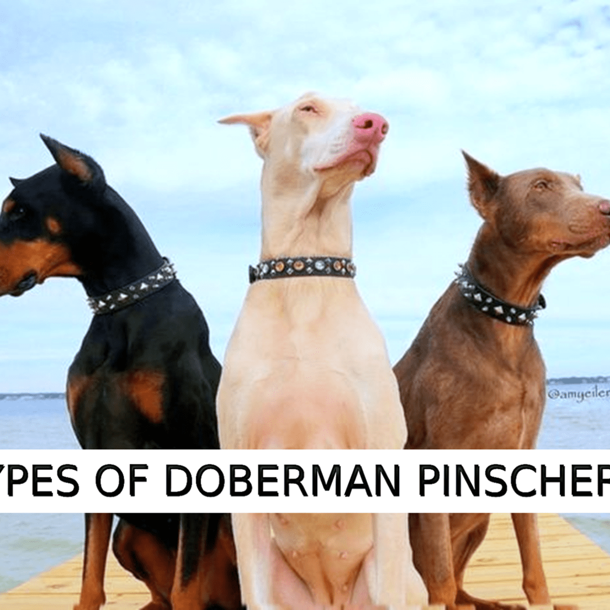 Types of Doberman Pinschers: Dog Breed Information - HubPages