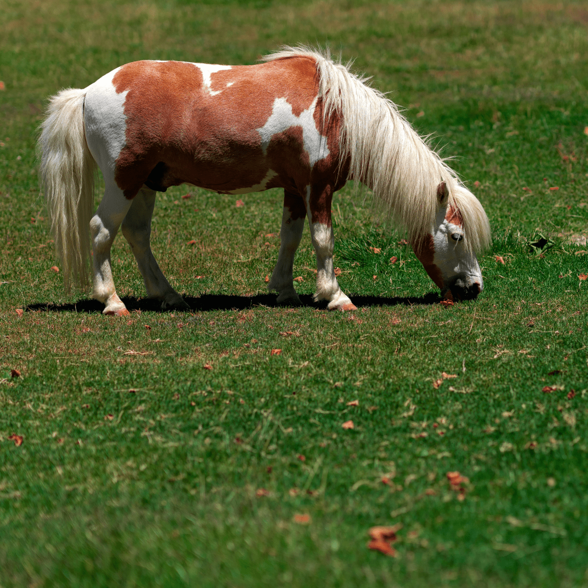miniature horse