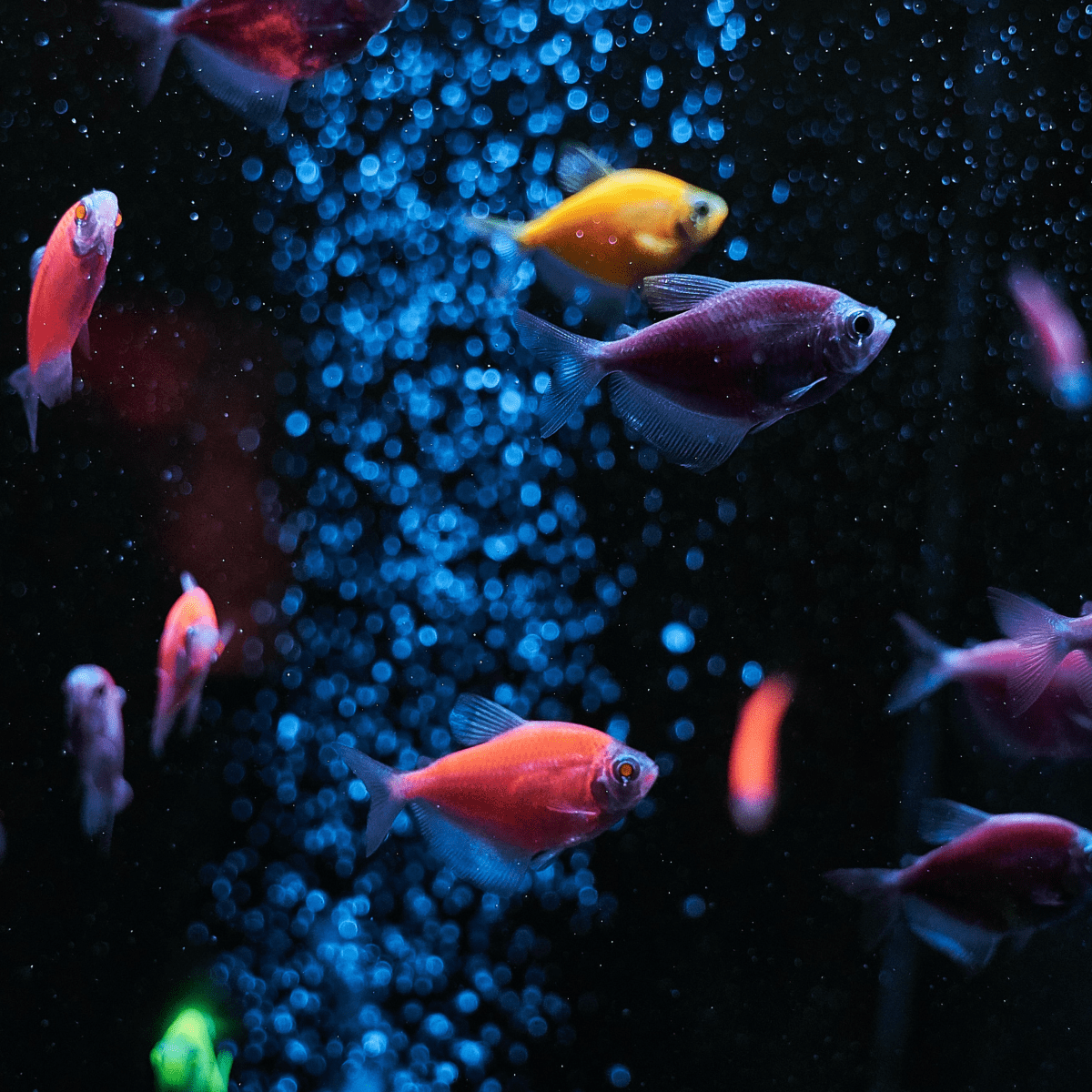pretty fish tanks
