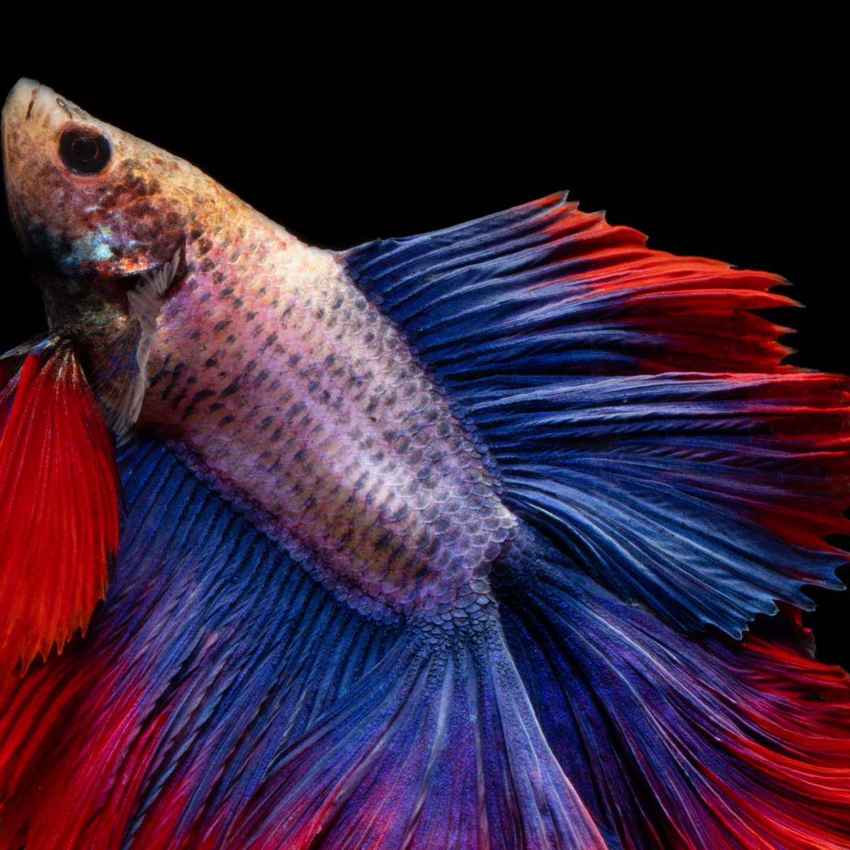 Why You Should Not Keep a Betta Fish in a Bowl - PetHelpful