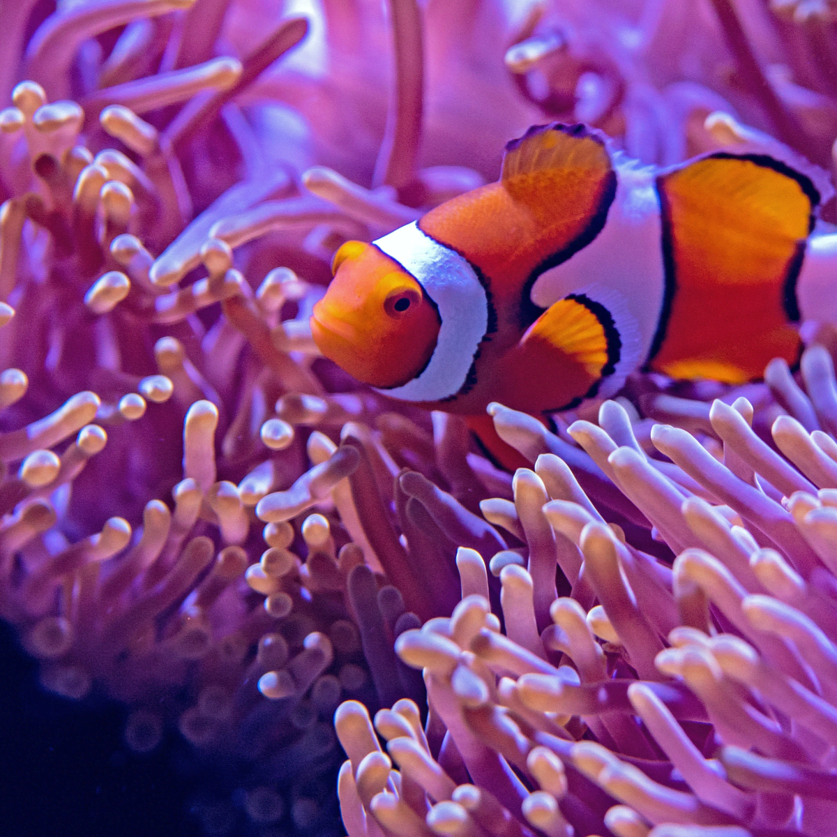 Disney's Finding Dory, Nemo on Green Coral Reef Aquarium Ornament