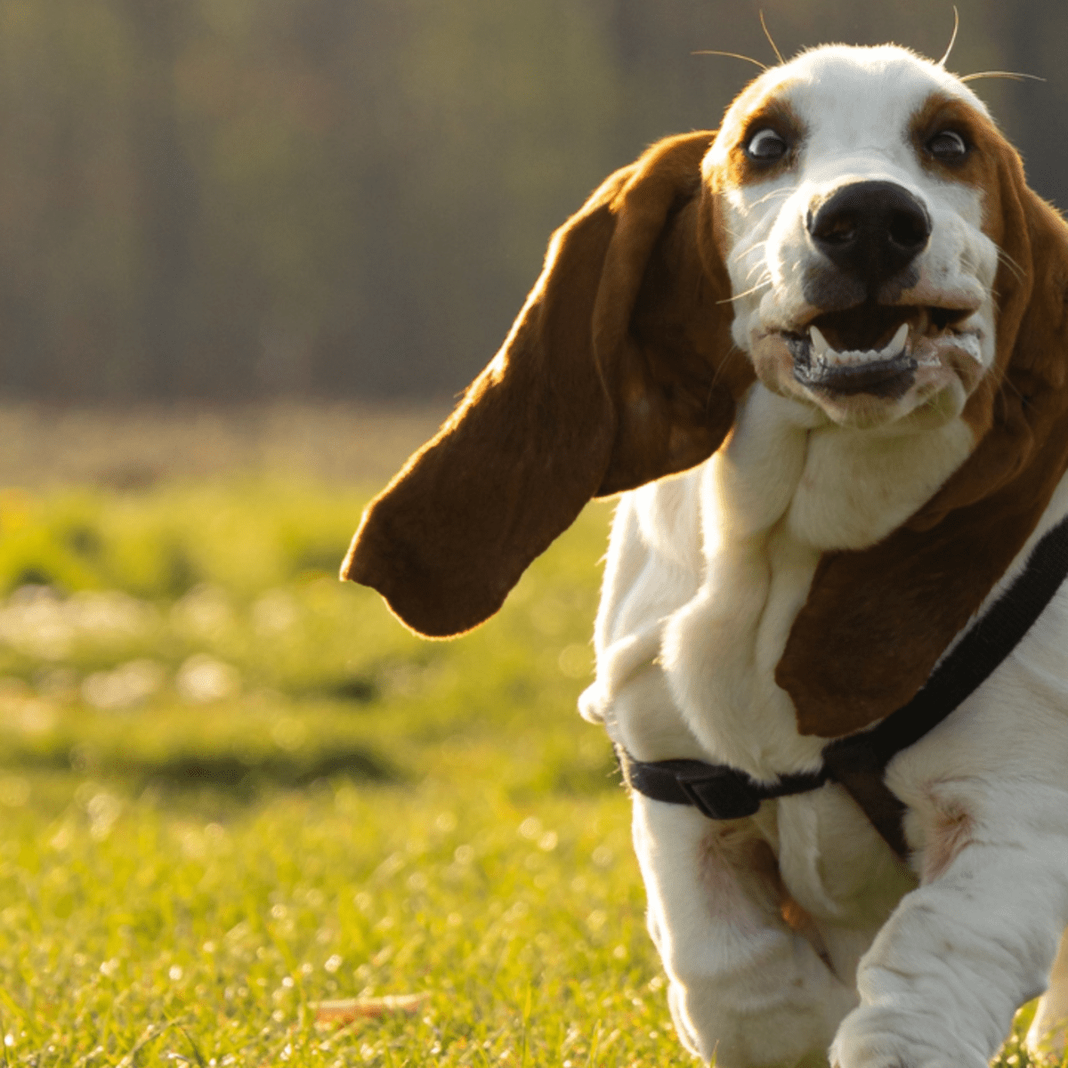 Basset Hounds: A Comprehensive Guide for New Dog Owners - PetHelpful