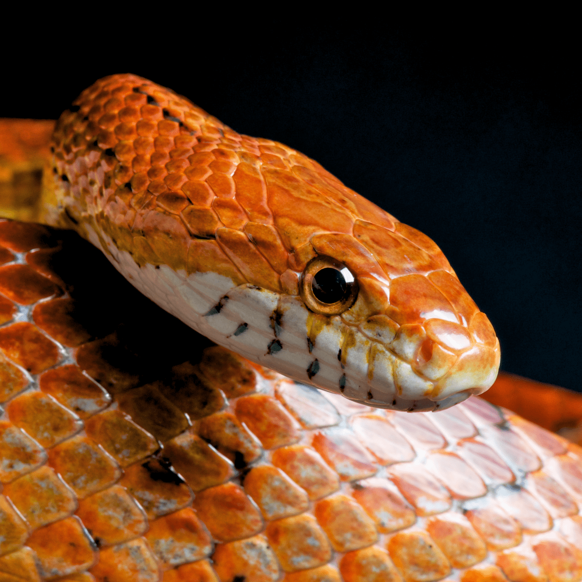 Pet Snake Care Guide: How To Look After A Snake