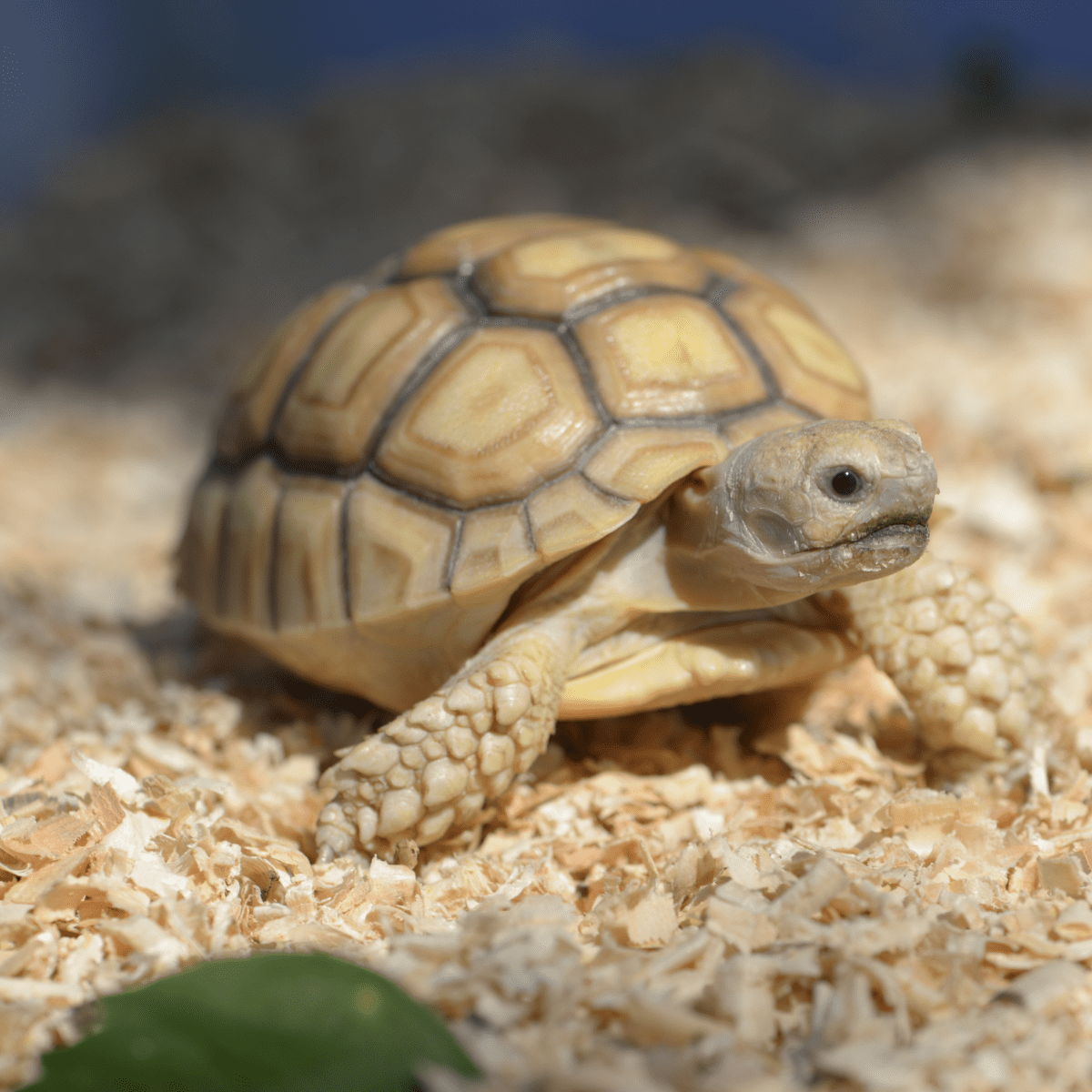 Is my Horsefield tortoise shell looking healthy?