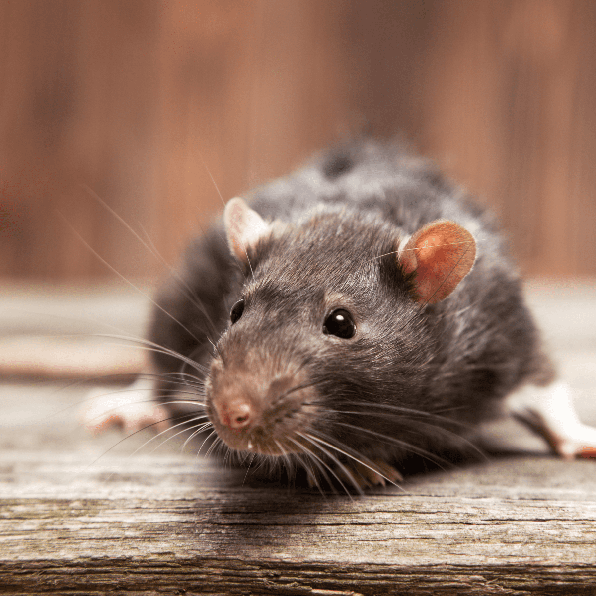 125+ Cute and Clever Names for Your Pet Rat - PetHelpful