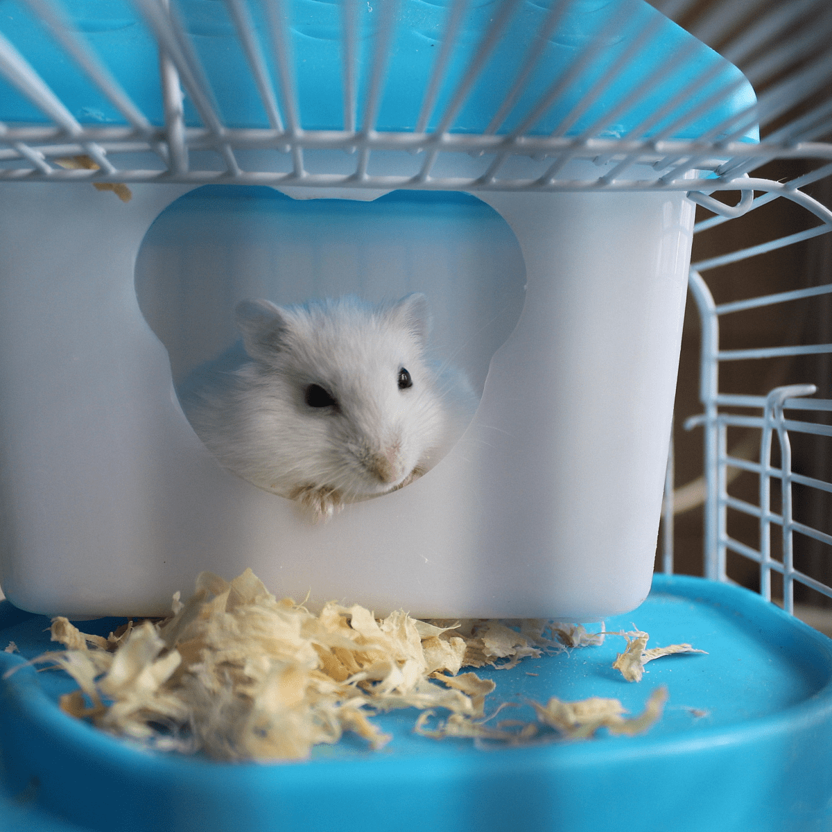 Why Doesn't My Hamster Trust Me? PetHelpful
