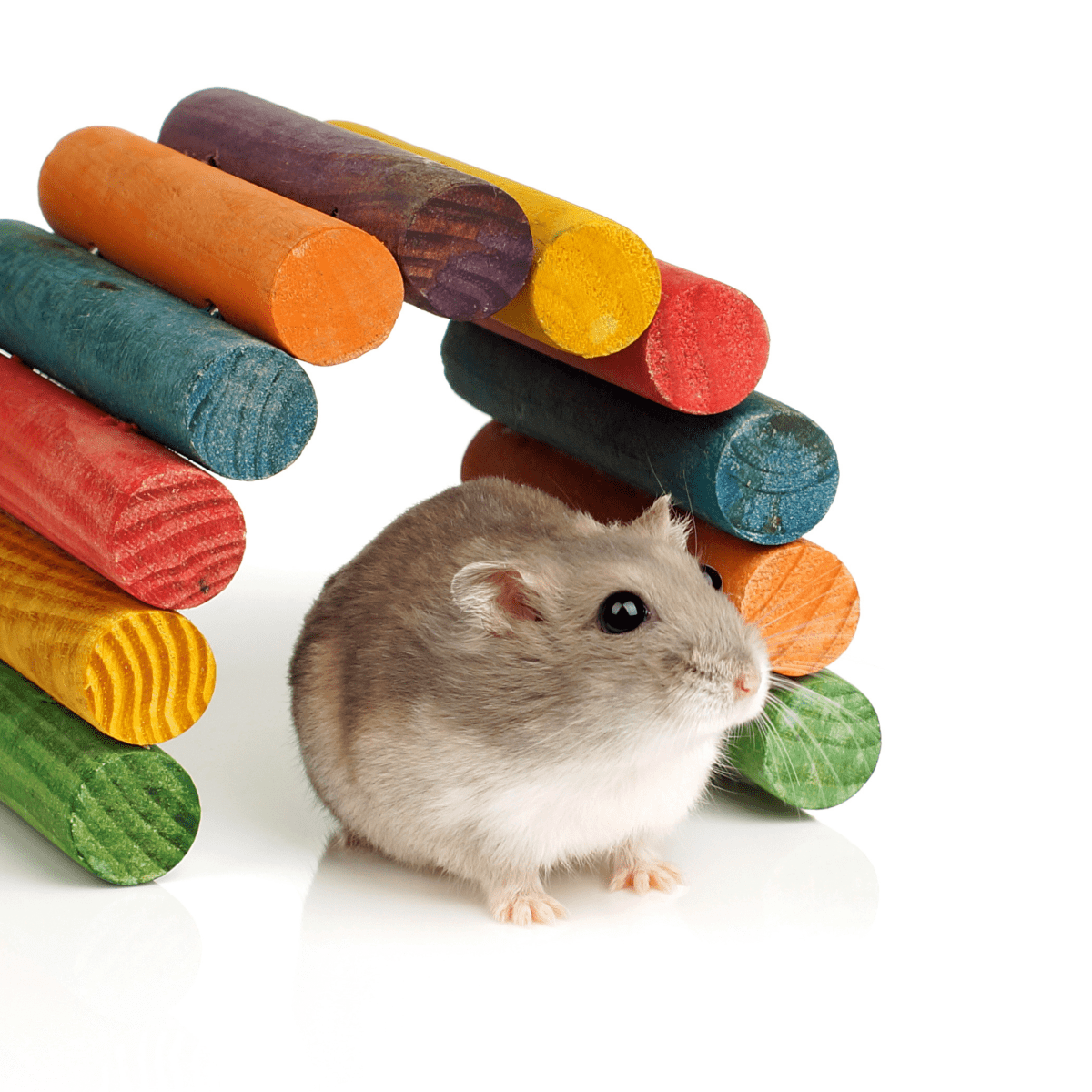 How Long Do Dwarf Hamsters Live? Top Tips To Help Your Pet