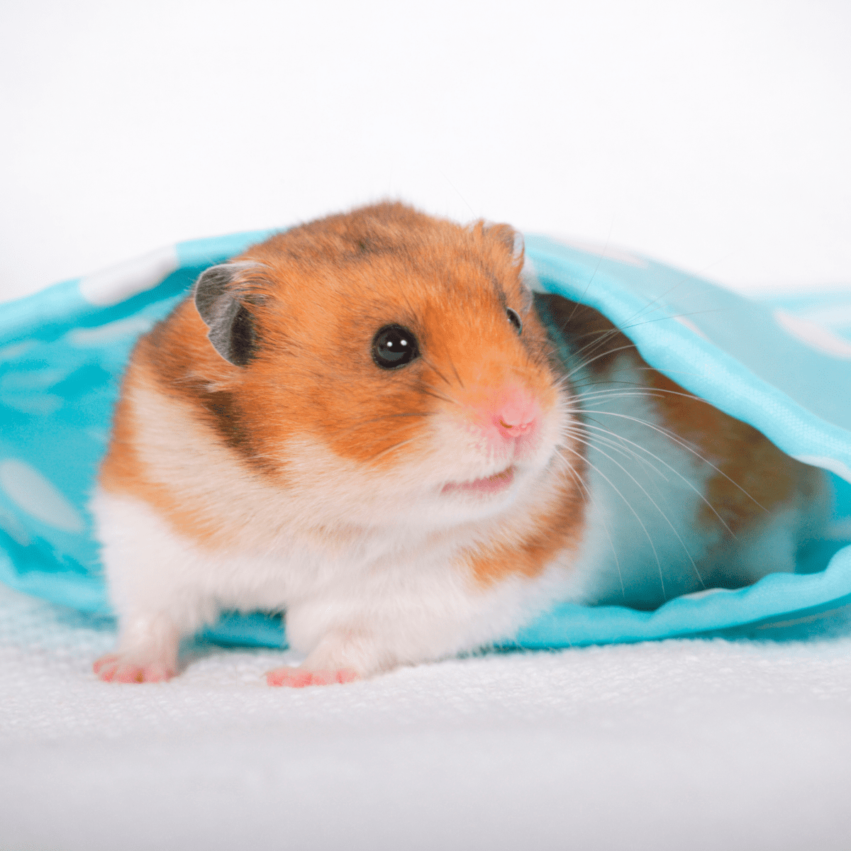 How to Care for a Syrian (Golden) Hamster - HubPages