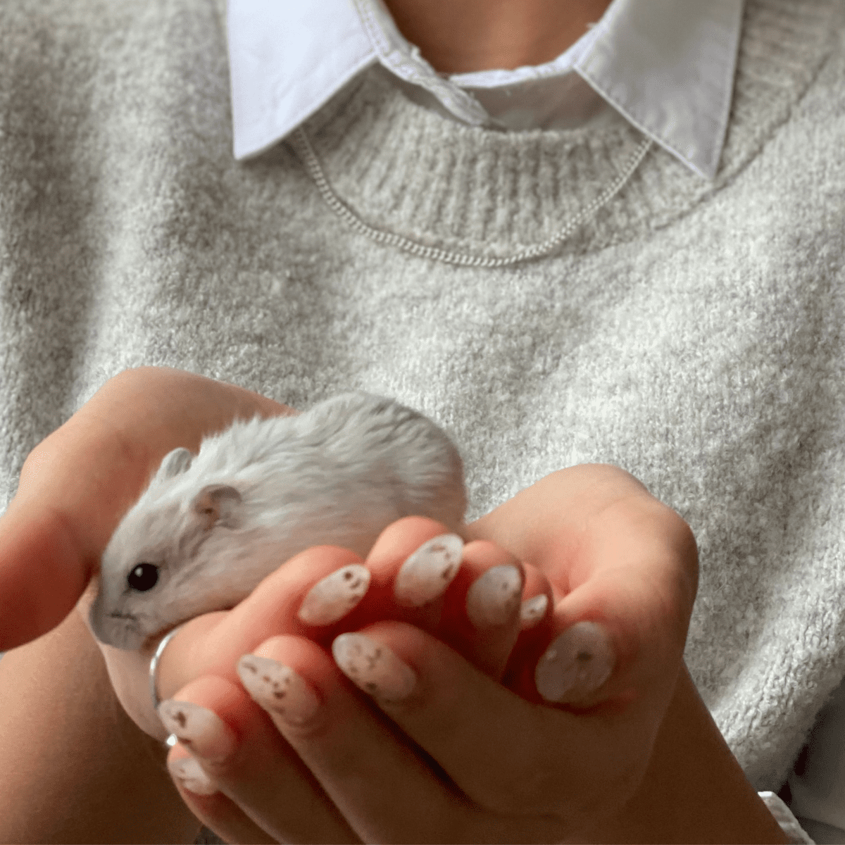13 Signs Of Old Age In Hamsters, And How To Care For Them
