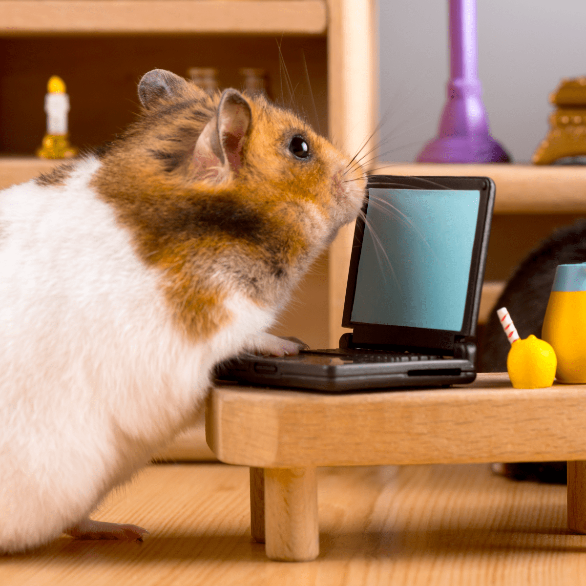 Daily Fluff: Hamster uses Vine app to make creative videos