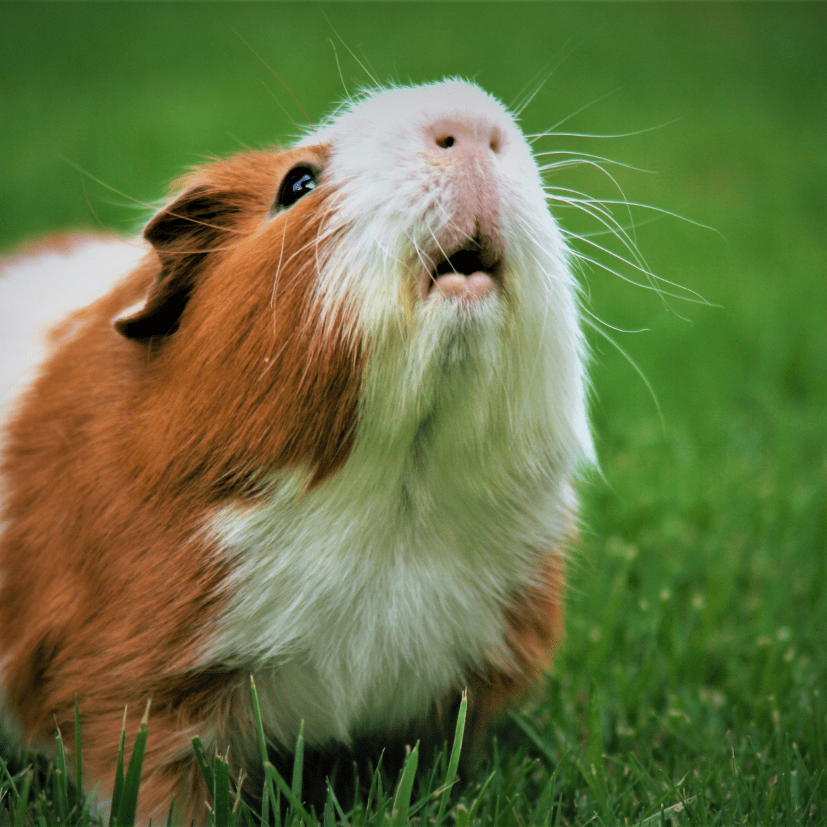 How To Choose And Care For Your Guinea Pig (Cavy), 49% OFF
