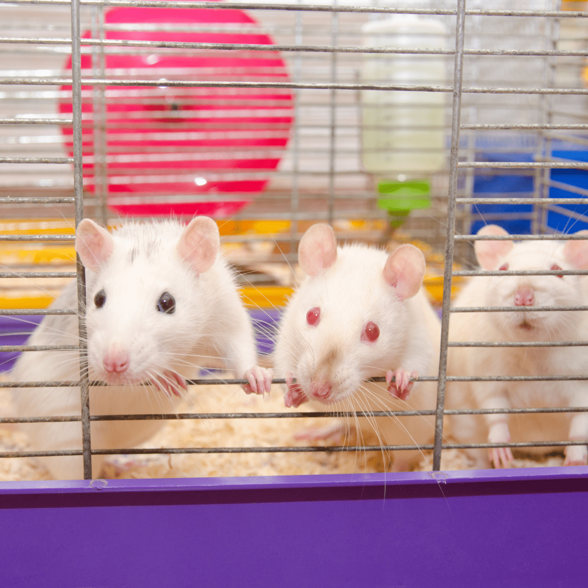 What cages are best for mice? 