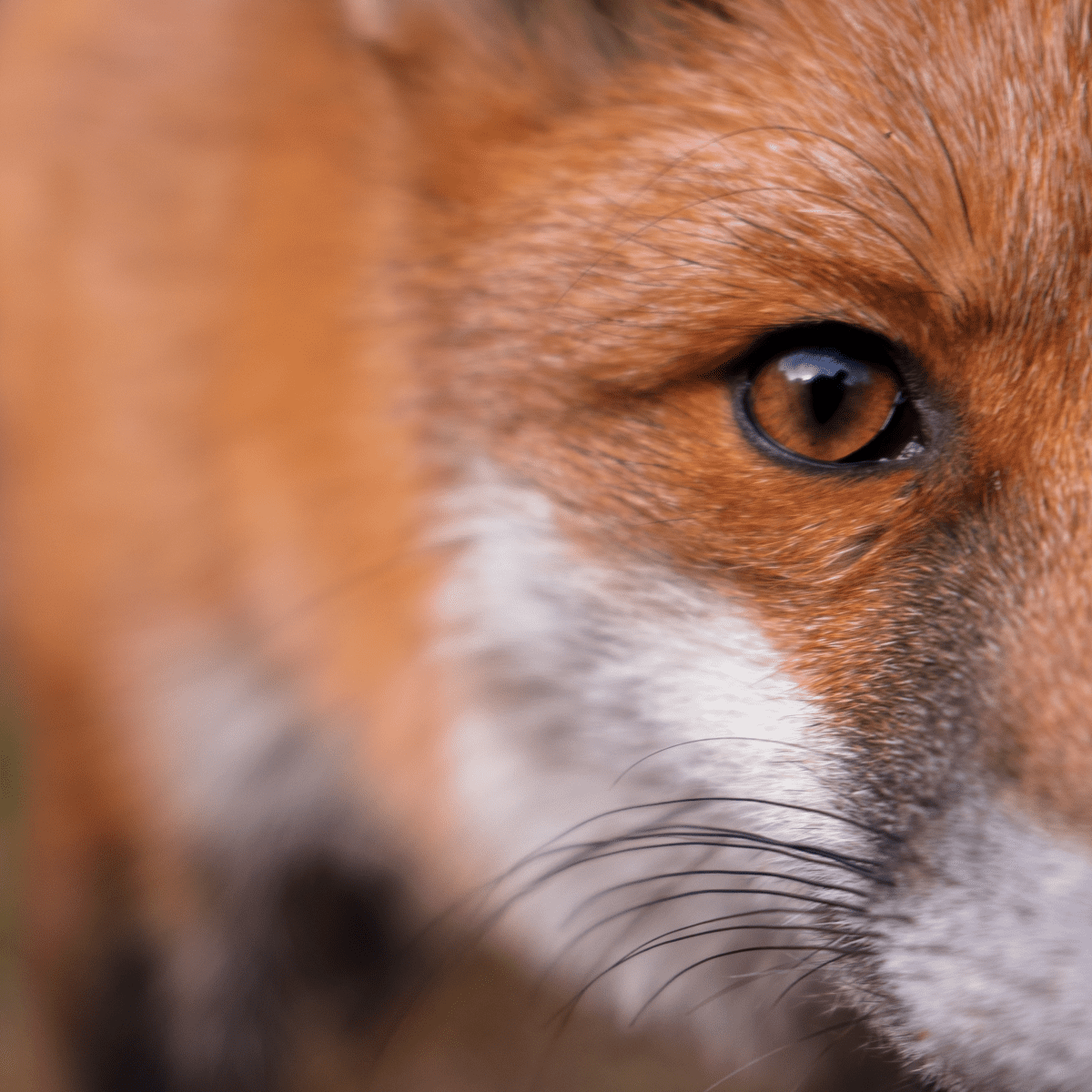 Human-Driven Speciation: Did We Cause the Red Fox to Evolve Itself