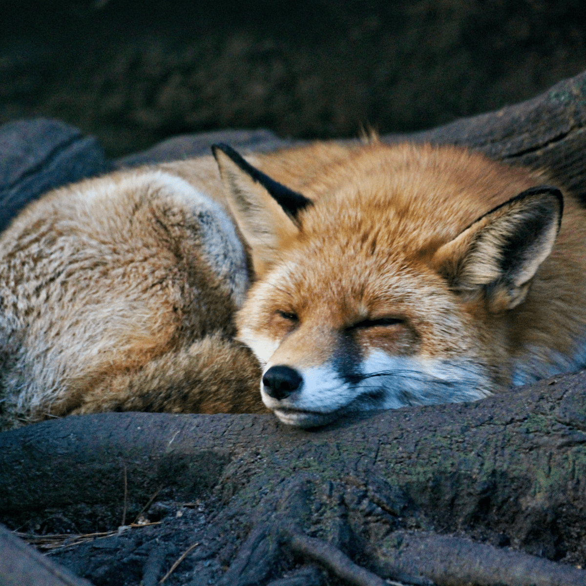 are foxes smarter than dogs