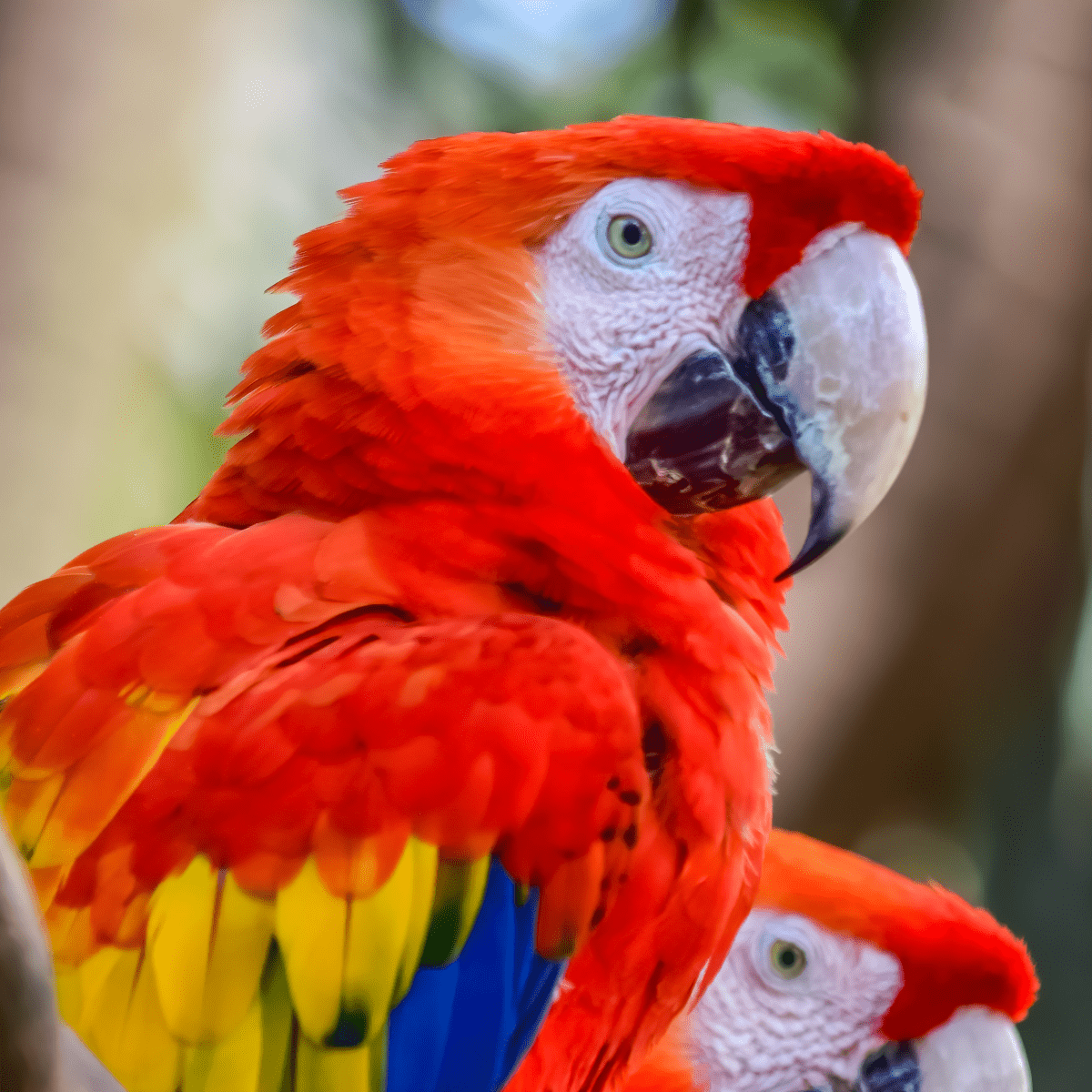 baby scarlet macaws