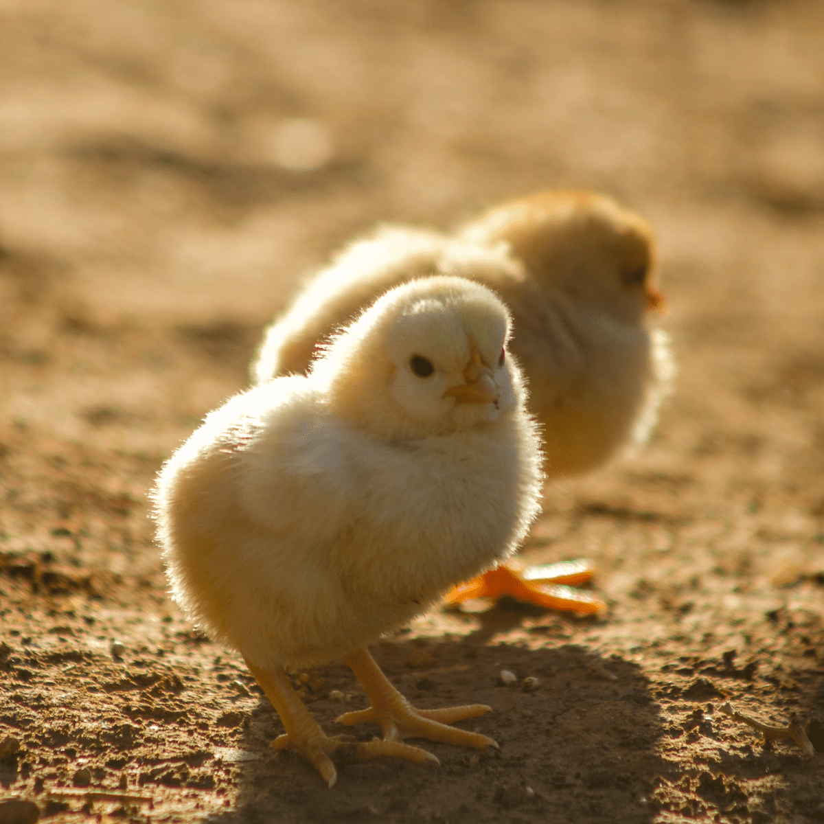 images of chicken baby