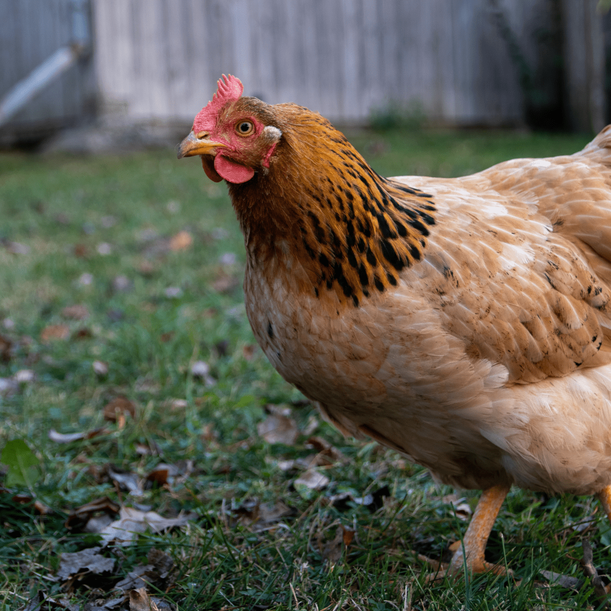 Hatching Eggs: Rhode Island Red, Hen Haven Location - My Pet Chicken