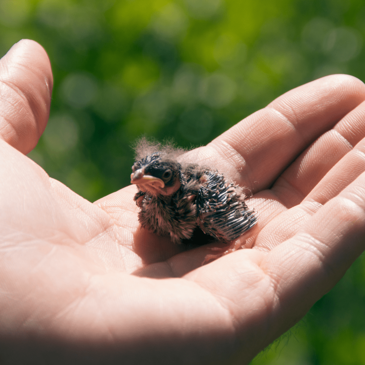 Think twice before 'rescuing' young wildlife