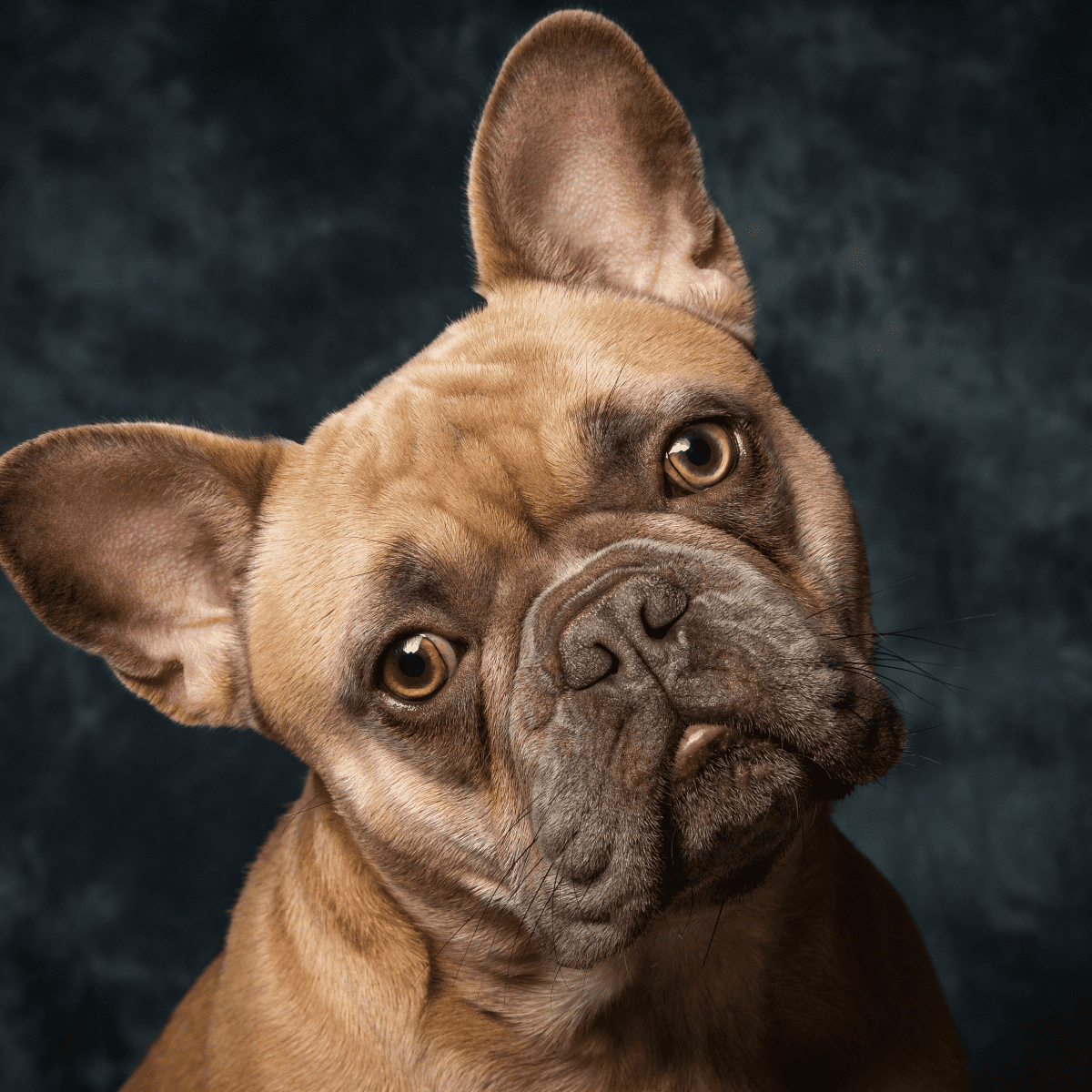 besøg penge i morgen The French Bulldog: A Guide for Owners - PetHelpful
