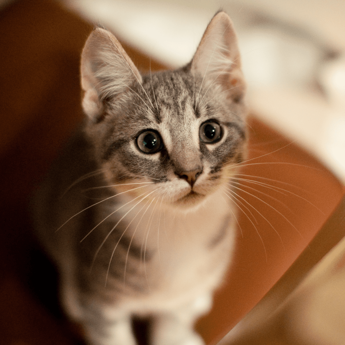 Cute Pet Names for Your New Animal Friend - PetHelpful