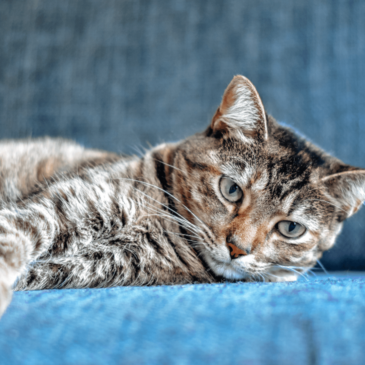 15 Reasons Not To Have A Pet Cat - Pethelpful