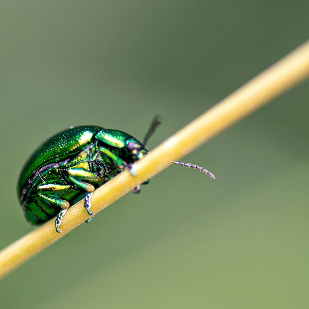 titan beetle flying
