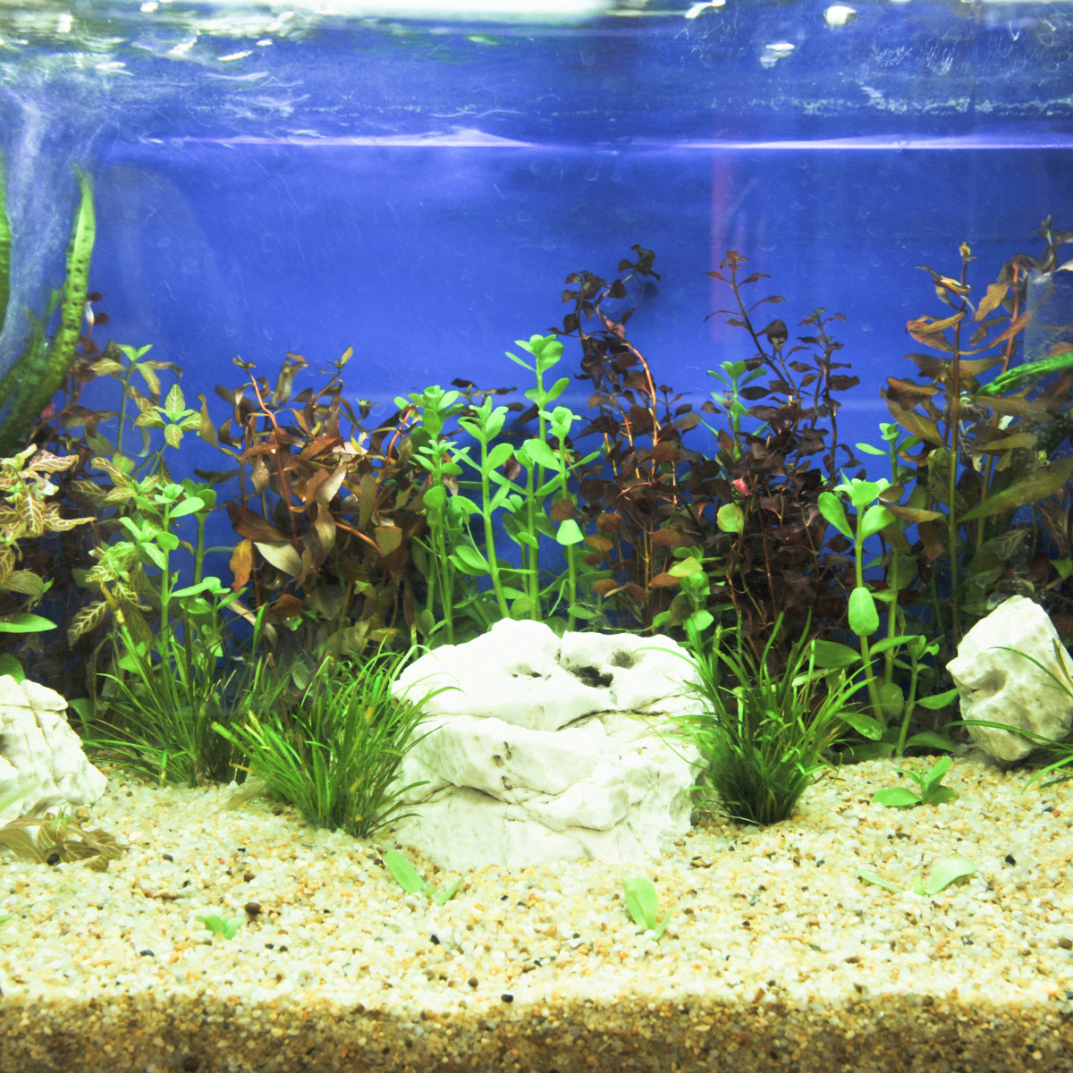 How to Get Crystal Clear Aquarium Water - 7 Easy to Follow Steps