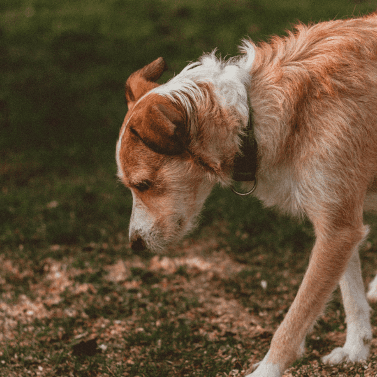 how to stop a dog from throwing up bile