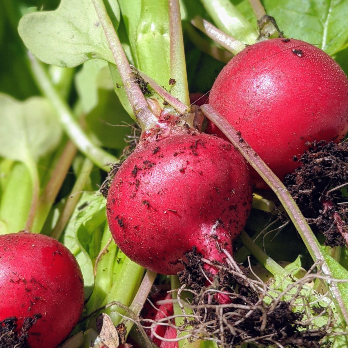 Radishes: Planting, Growing, and Harvesting Radishes