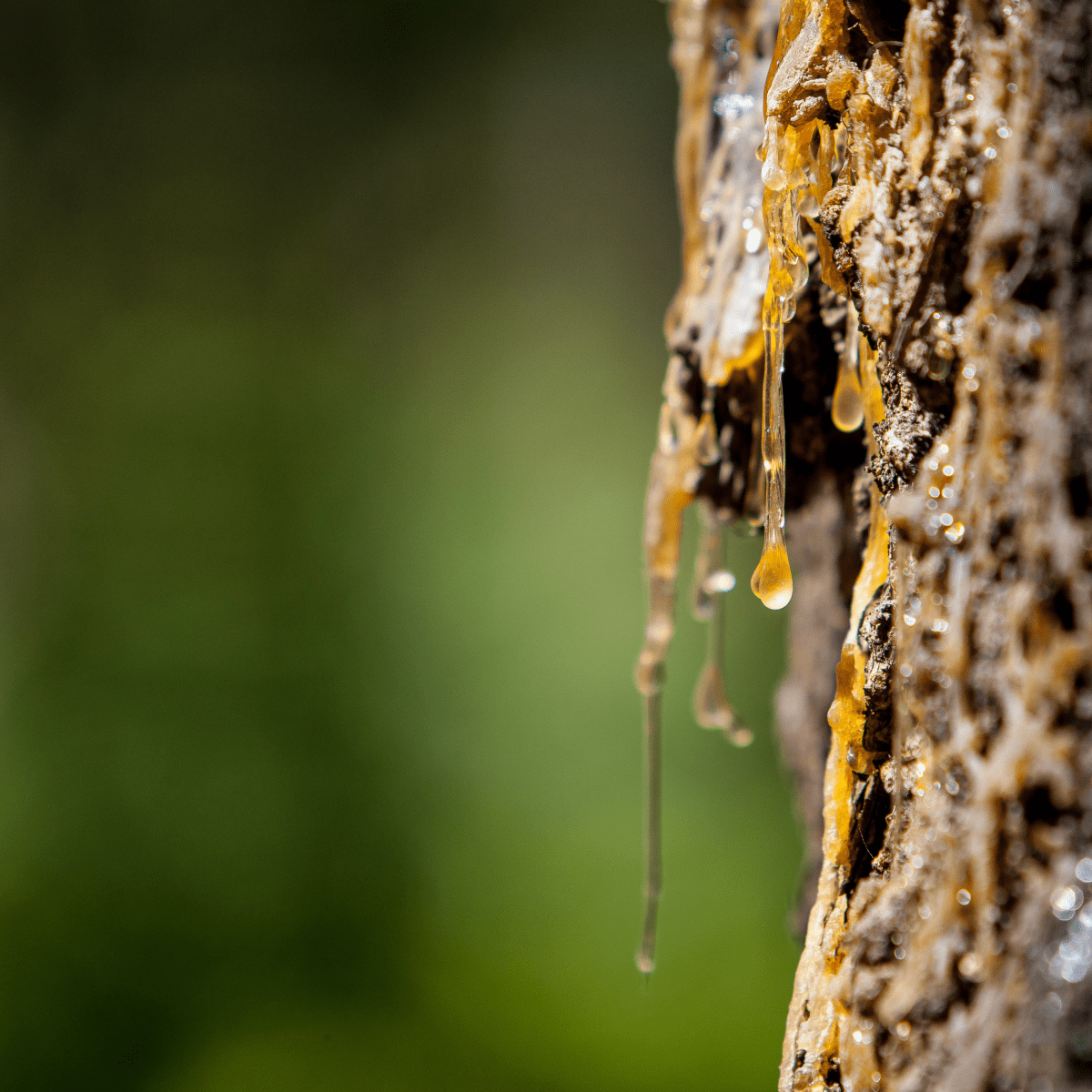 cleaning - Removing tree sap from exterior? - Motor Vehicle