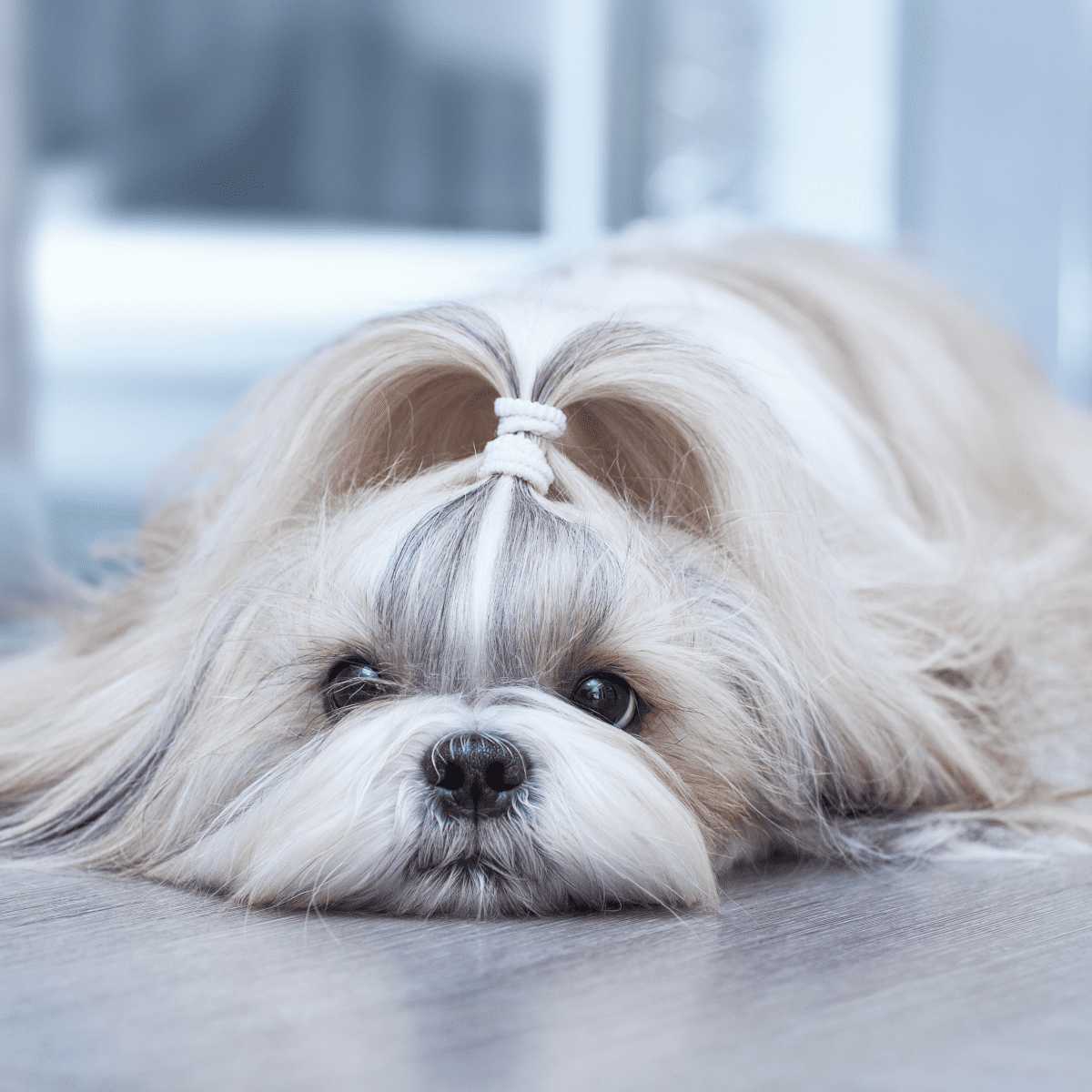 When Is A Dog Too Old To Get Spayed